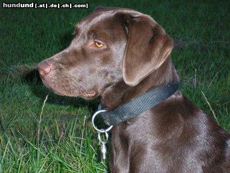 Labrador Retriever Hunde Foto 18662 in höherer Auflösung ansehen Labrador Retriever
