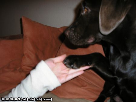 Labrador Retriever