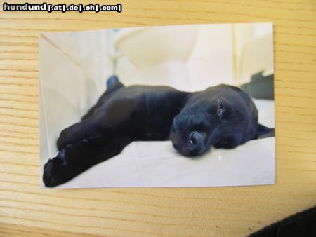 Labrador Retriever shiva 2 monate alt