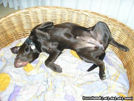 Labrador Retriever Hunde Foto 20749 in höherer Auflösung ansehen Labrador Retriever Paula