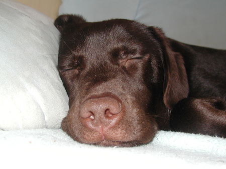 Labrador Retriever Hunde Foto 28051 in höherer Auflösung ansehen Labrador Retriever Mr.Jingels 6 Monate