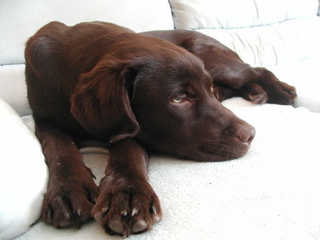 Labrador Retriever Hunde Foto 27828 in höherer Auflösung ansehen Labrador Retriever Mr.Jingels 6 Monate