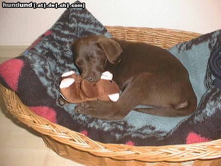 Labrador Retriever Hunde Foto 14858 in höherer Auflösung ansehen Labrador Retriever Unsere Paula