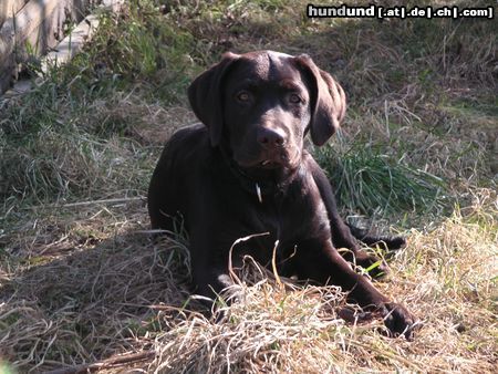 Labrador Retriever Hunde Foto 22099 in höherer Auflösung ansehen Labrador Retriever Alf v. d. Spessarträubern sucht Geschwister