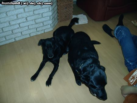 Labrador Retriever Hunde Foto 22496 in höherer Auflösung ansehen Labrador Retriever Das ist unser bester