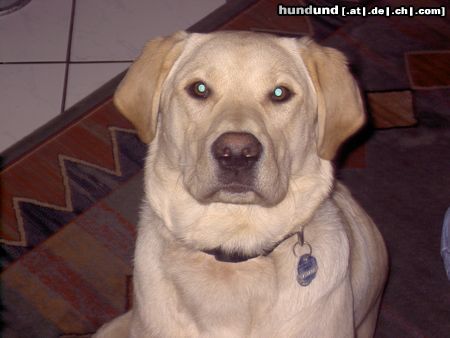 Labrador Retriever Hunde Foto 9400 Labrador Retriever Der kleene Paul aus Quickborn-Heide