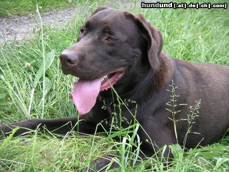 Labrador Retriever Hunde Foto 22100 in höherer Auflösung ansehen Labrador Retriever Marlon auf der Suche nach Spessarträubern...
