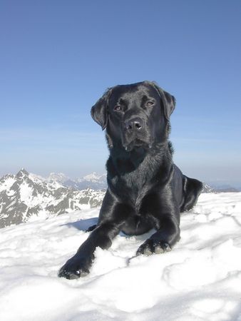 Labrador Retriever Daro am Valschavielkopf
