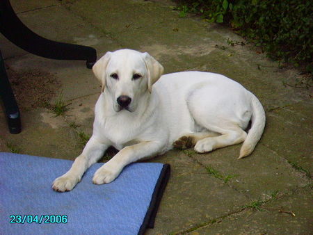 Labrador Retriever Hunde Foto 31544 in höherer Auflösung ansehen Labrador Retriever 6 Monate und immer hungrig !