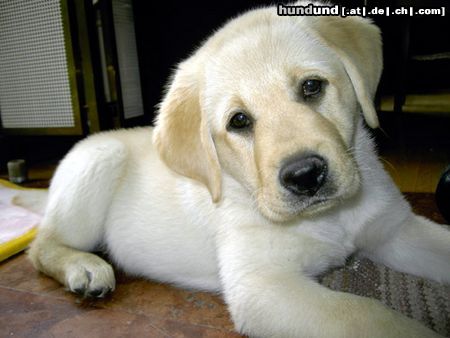 Labrador Retriever Phoebe