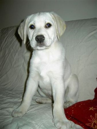 Labrador Retriever Hunde Foto 28912 in höherer Auflösung ansehen Labrador Retriever Baby Annabelle