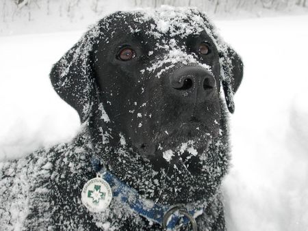Labrador Retriever Daro im Schnee