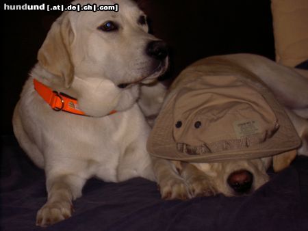 Labrador Retriever Hunde Foto 12032 Labrador Retriever Who is John Wayne???