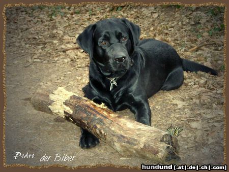 Labrador Retriever Hunde Foto 9677 Labrador Retriever Pedro der Biber