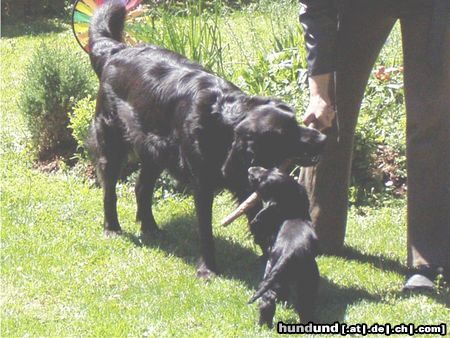 Labrador Retriever Wer wird ihn bekommen??