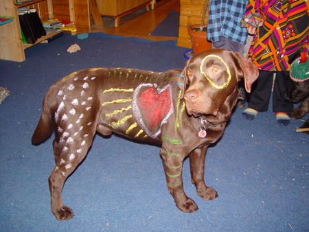 Labrador Retriever Hunde Foto 33324 Labrador Retriever Bunter Hund