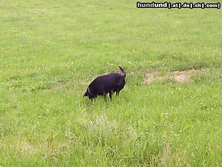 Labrador Retriever Porta (engl. Labrador)