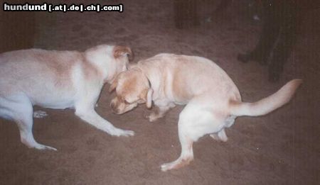 Labrador Retriever Hunde Foto 5184 Labrador Retriever Franjo (10 Monate) und Joschi
