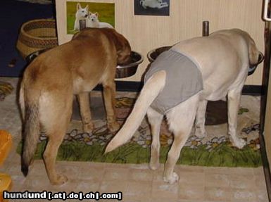 Labrador Retriever Lady + Natalie im Hunderestaurant