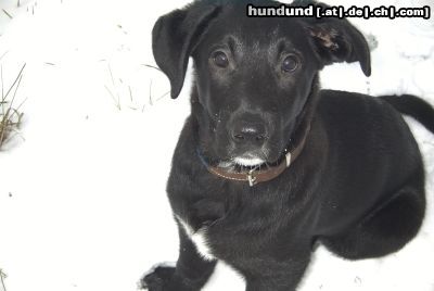 Labrador Retriever