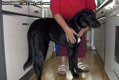 Labrador Retriever ein traum in schwarz