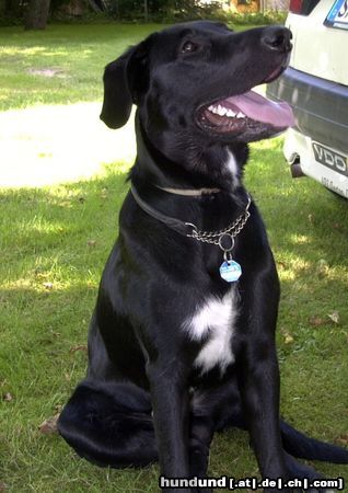 Labrador Retriever sehr stolz