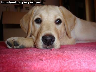 Labrador Retriever Hunde Foto 22937 Labrador Retriever Romy
