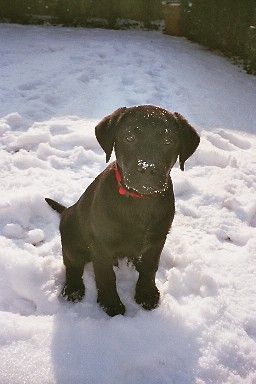 Labrador Retriever Hunde Foto 29479 Labrador Retriever Rocco im Schnee