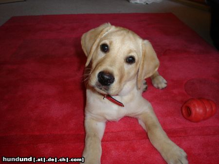 Labrador Retriever Hunde Foto 22934 Labrador Retriever Romy