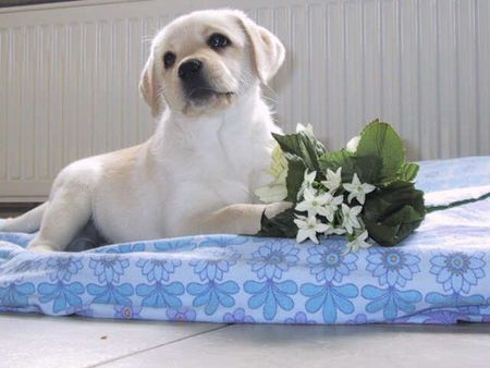 Labrador Retriever Hunde Foto 1403 Labrador Retriever Yellow Rose