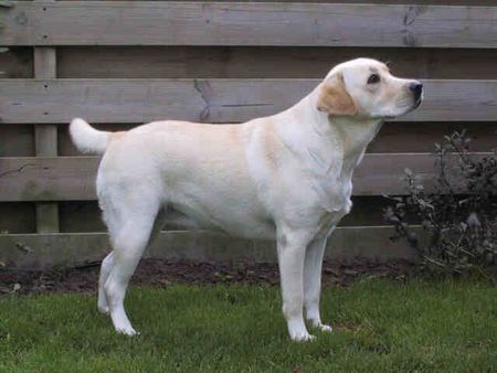Labrador Retriever Hunde Foto 1404 Labrador Retriever Yellow Rose