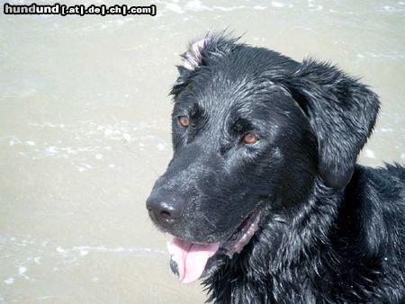 Labrador Retriever Hunde Foto 6353 Labrador Retriever Rusty 5 Jahre