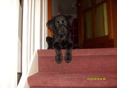 Labrador Retriever Hunde Foto 41424 in höherer Auflösung ansehen Labrador Retriever *Baghira* unser hübscher schatz!