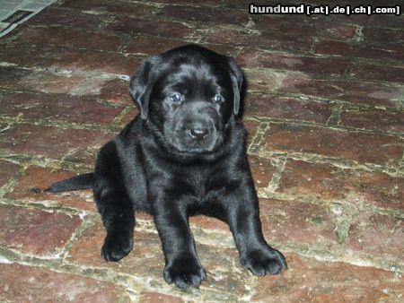Labrador Retriever Hunde Foto 10812 Labrador Retriever Hallo!! Ich bin SAM!!