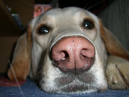 Labrador Retriever Sam Close-Up