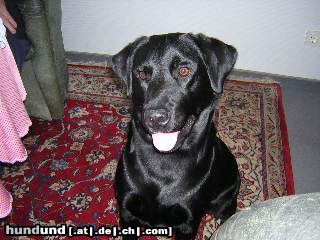 Labrador Retriever Hunde Foto 17075 in höherer Auflösung ansehen Labrador Retriever