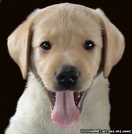 Labrador Retriever Hunde Foto 6082 Labrador Retriever Das ist Sam mit ca10 wochen