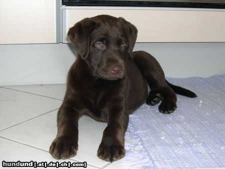 Labrador Retriever Hunde Foto 20383 Labrador Retriever Sam (10 Wochen)