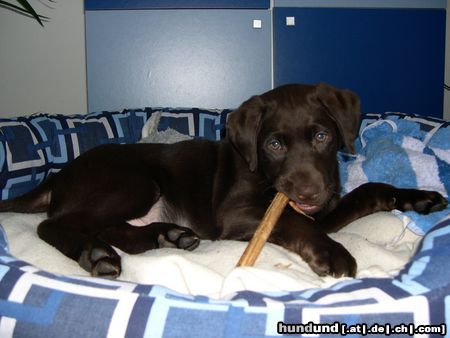 Labrador Retriever Hunde Foto 20958 Labrador Retriever schmatz schmatz!!!!