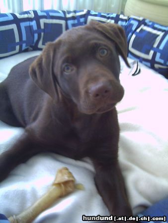 Labrador Retriever Hunde Foto 20959 Labrador Retriever wer bist du denn?
