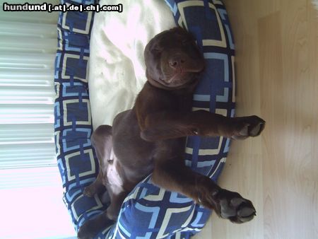 Labrador Retriever Hunde Foto 20528 Labrador Retriever Schweres kleines Hundeleben!