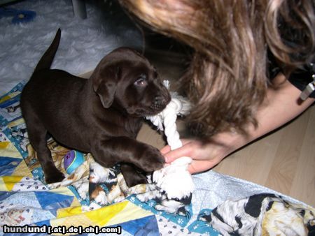 Labrador Retriever Hunde Foto 21484 Labrador Retriever Alles Meins!!!