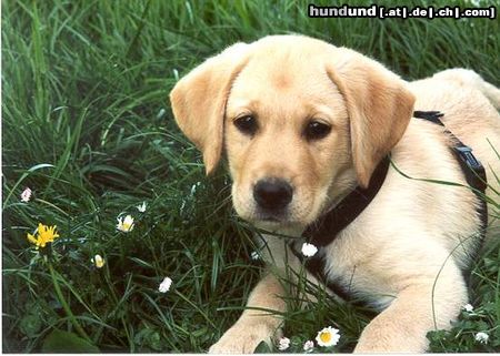 Labrador Retriever Hunde Foto 12496 Labrador Retriever Sammy mit 9 Wochen