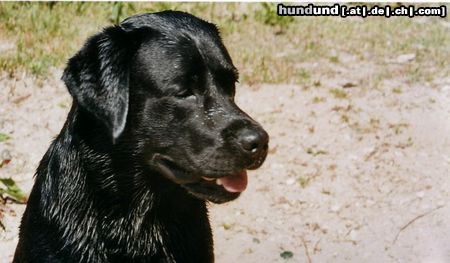 Labrador Retriever Hunde Foto 18151 in höherer Auflösung ansehen Labrador Retriever