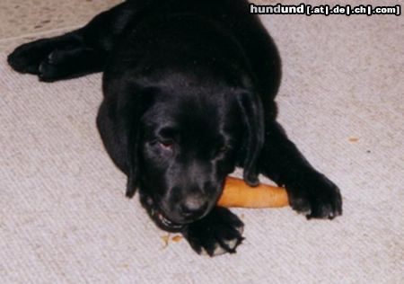 Labrador Retriever Hunde Foto 18152 in höherer Auflösung ansehen Labrador Retriever Nelson friss!