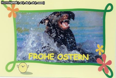Labrador Retriever Hunde Foto 19735 Labrador Retriever Schöne Labbi-Ostern