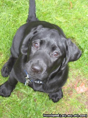 Labrador Retriever Hunde Foto 16465 Labrador Retriever Unsere Scout mit 13 Wochen