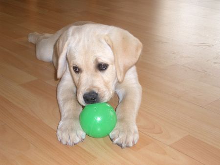 Labrador Retriever Hunde Foto 30654 Labrador Retriever Boo 12 Wochen alt