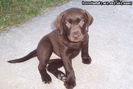 Labrador Retriever Hunde Foto 26524 in höherer Auflösung ansehen Labrador Retriever Shila Schokolabbidame