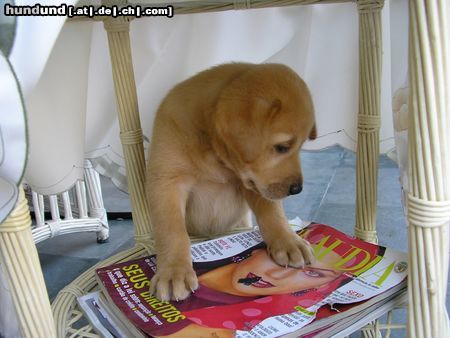 Labrador Retriever Simba kann schon lesen